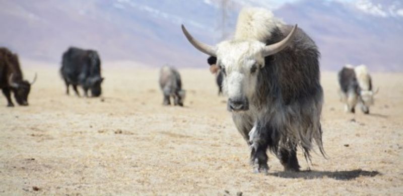 Edredón nórdico de plumón de yak VICENZA - invierno