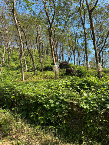 PROLANA Naturbettwaren & Matratzen – Prolana