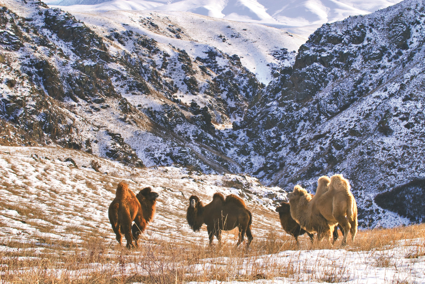 Vintertäcke i kameldun med extra mysig fotzon
