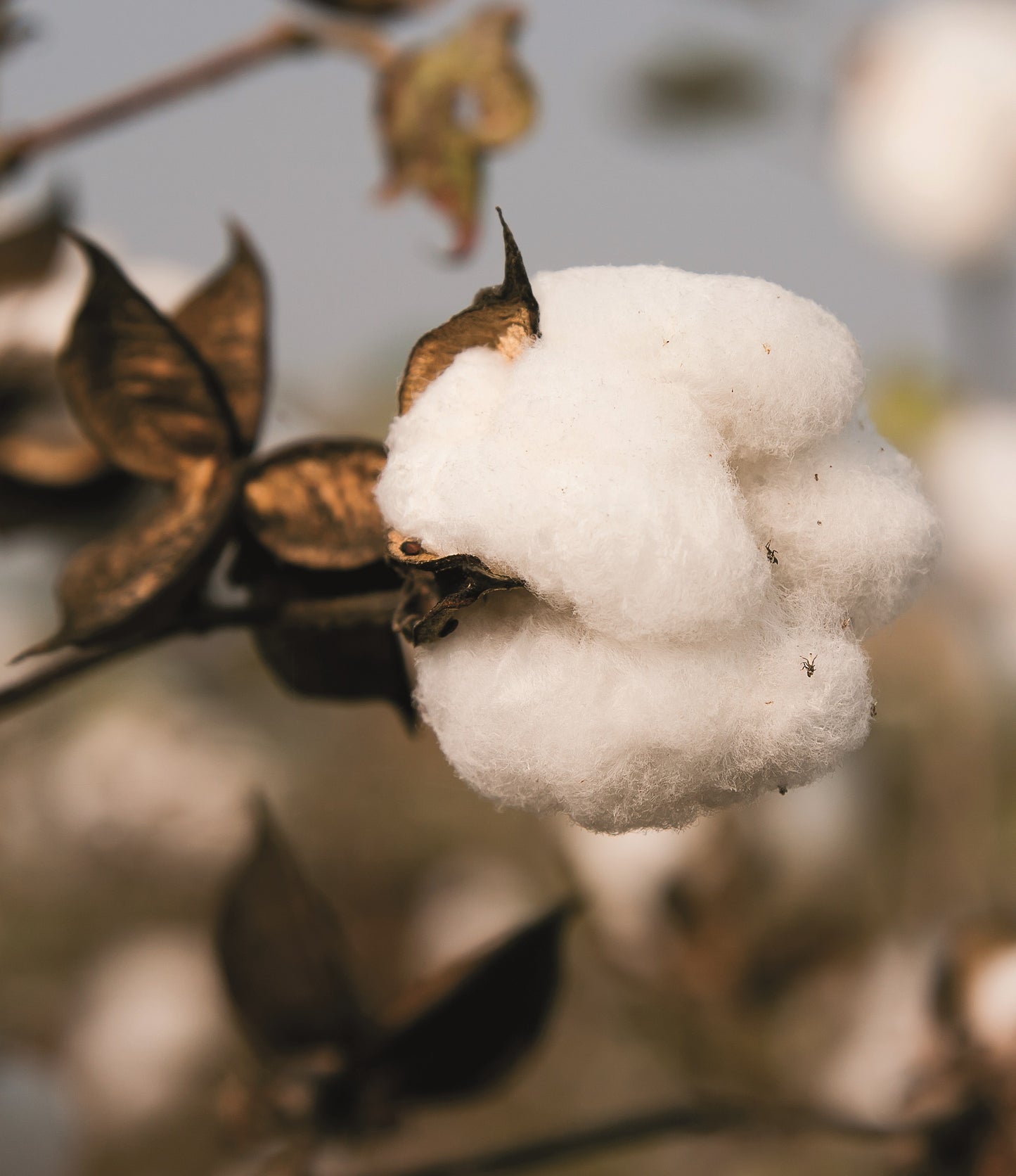 Cotton duvet FIRENZE - summer